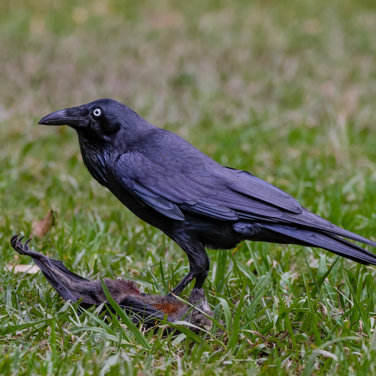 Australian Raven - ML620827237