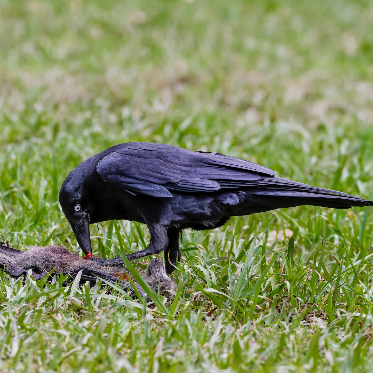 Australian Raven - Leandro Rezende