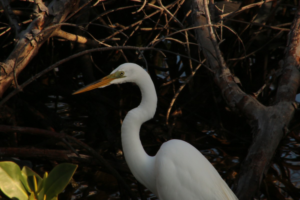 Great Egret - ML620827241