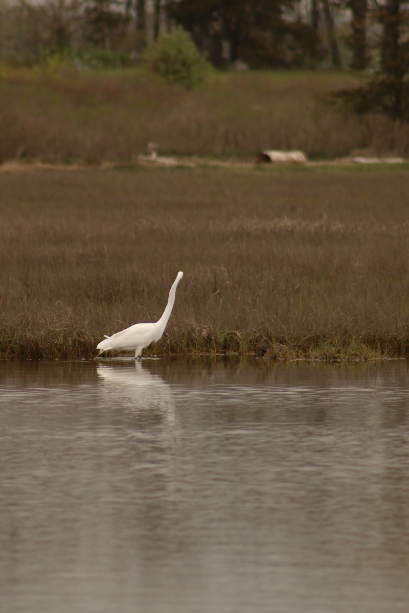 Great Egret - ML620827245