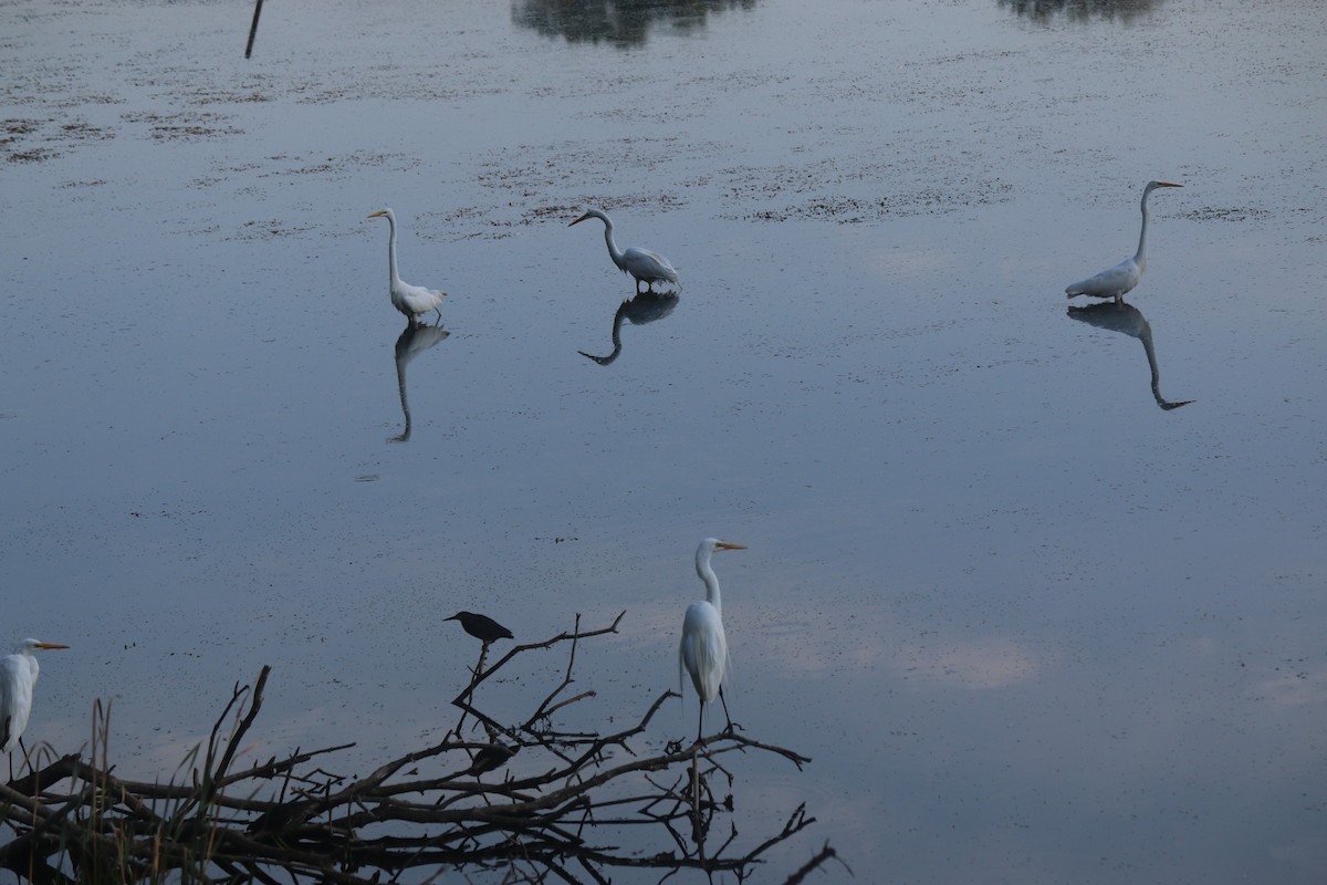 Great Egret - ML620827247