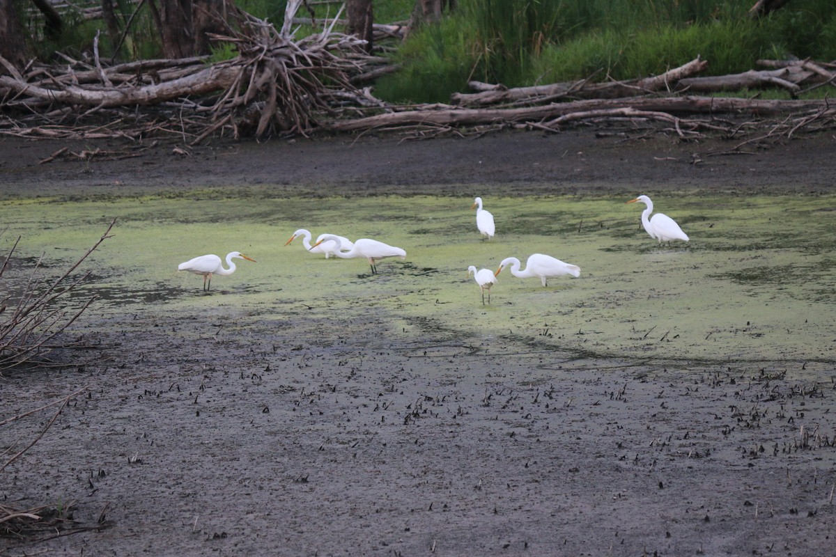 Great Egret - ML620827251