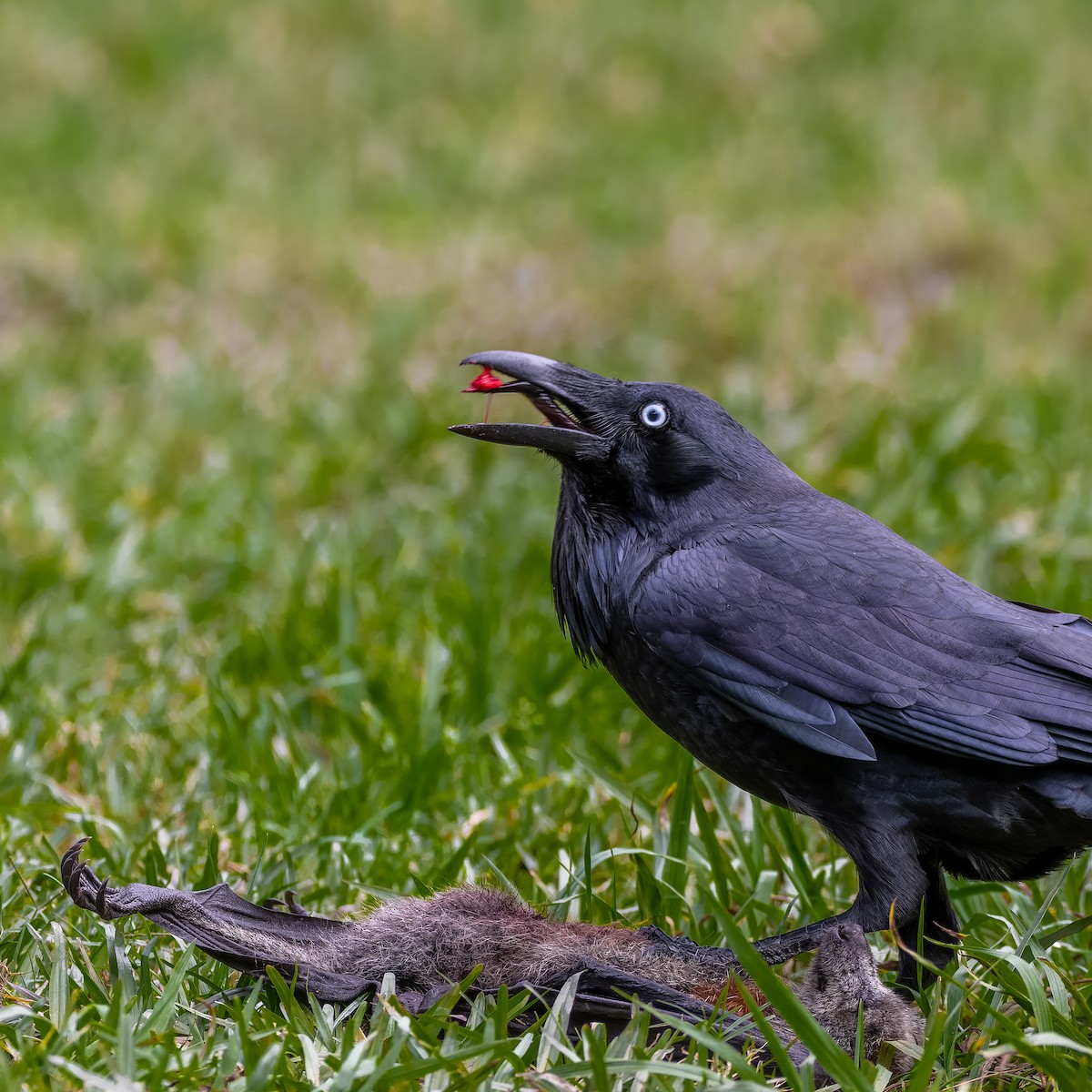 Australian Raven - ML620827253