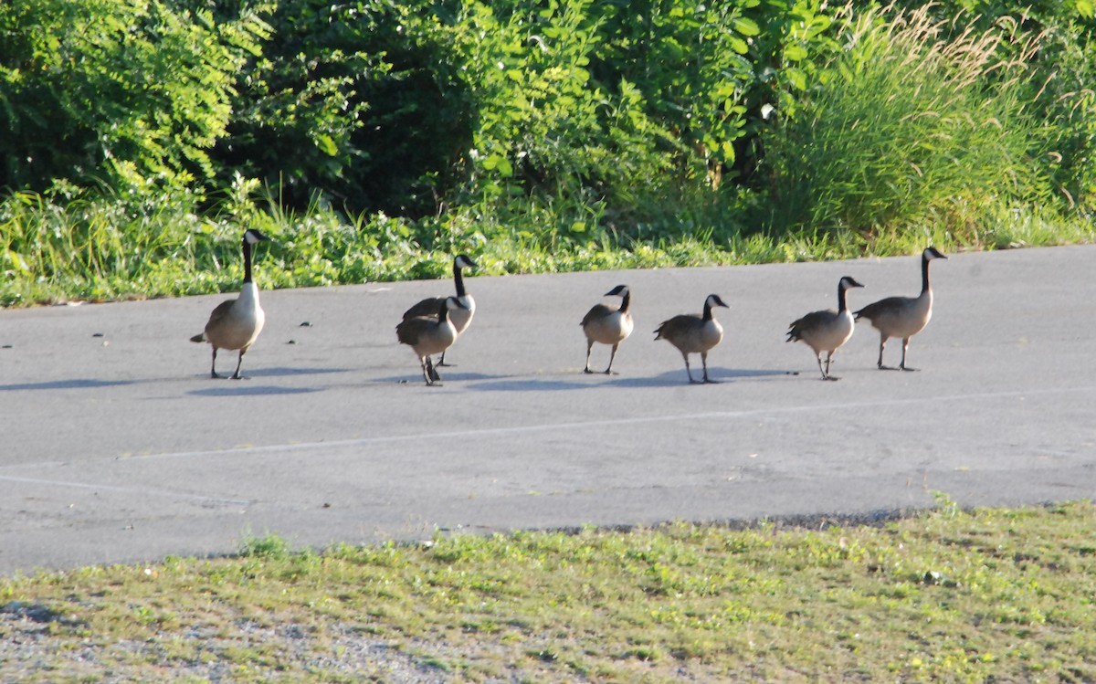 Canada Goose - ML620827255