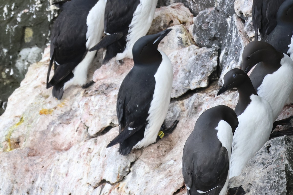 Thick-billed Murre - ML620827257