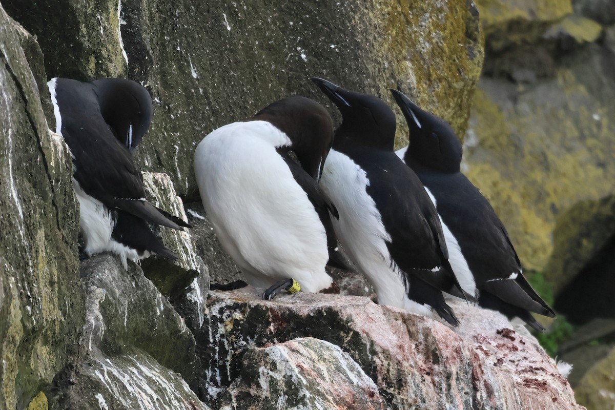 Guillemot de Brünnich - ML620827258