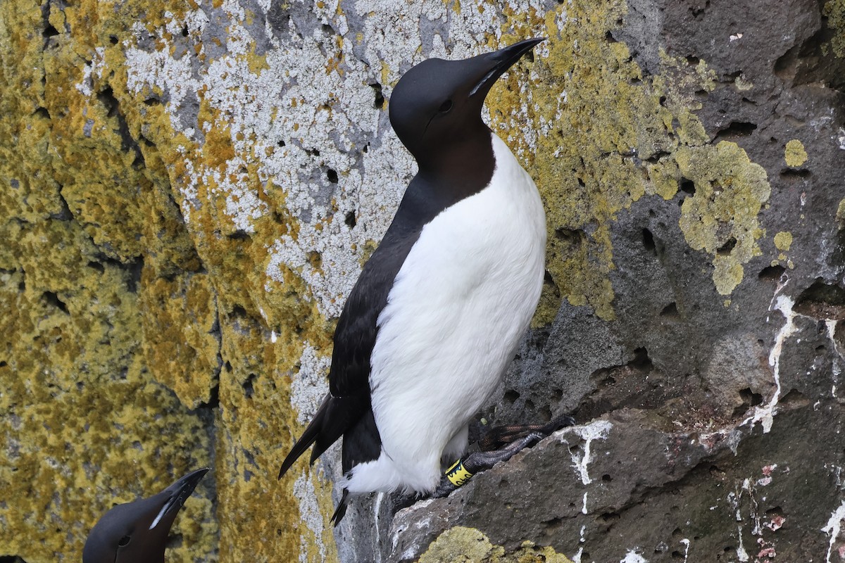 Guillemot de Brünnich - ML620827259