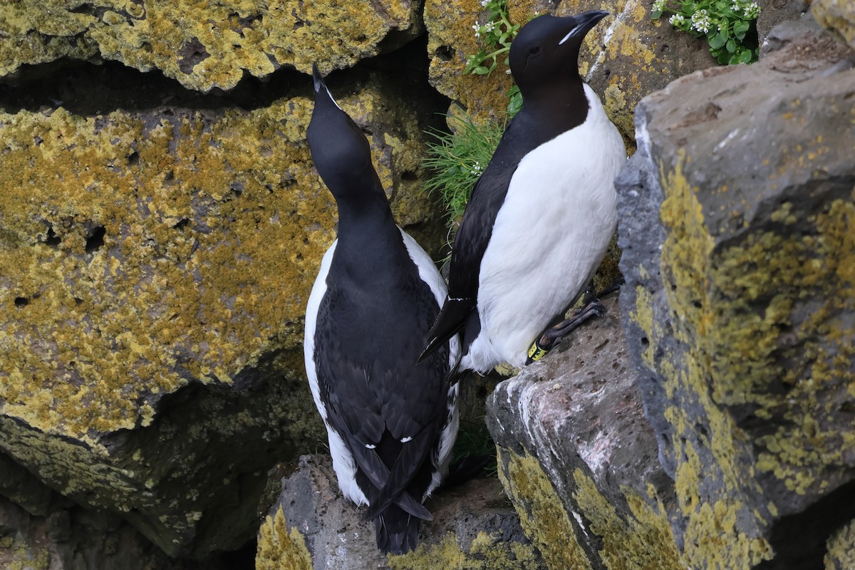 Guillemot de Brünnich - ML620827260