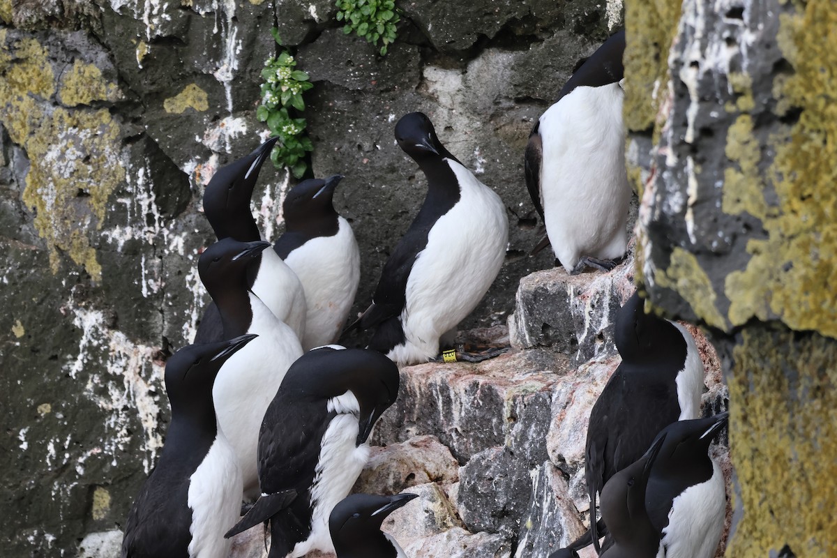 Guillemot de Brünnich - ML620827261