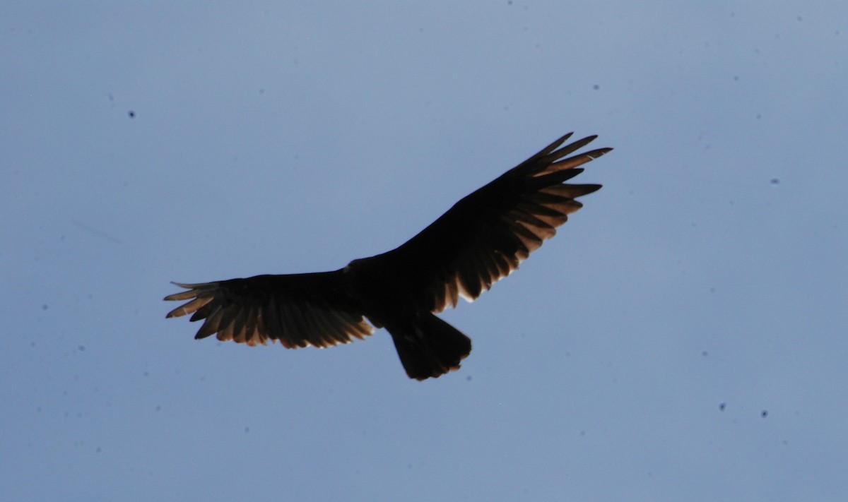 Turkey Vulture - ML620827262