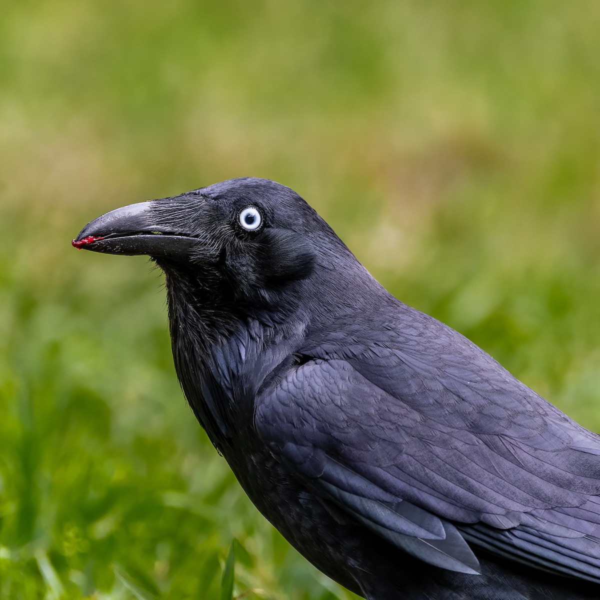 Australian Raven - Leandro Rezende