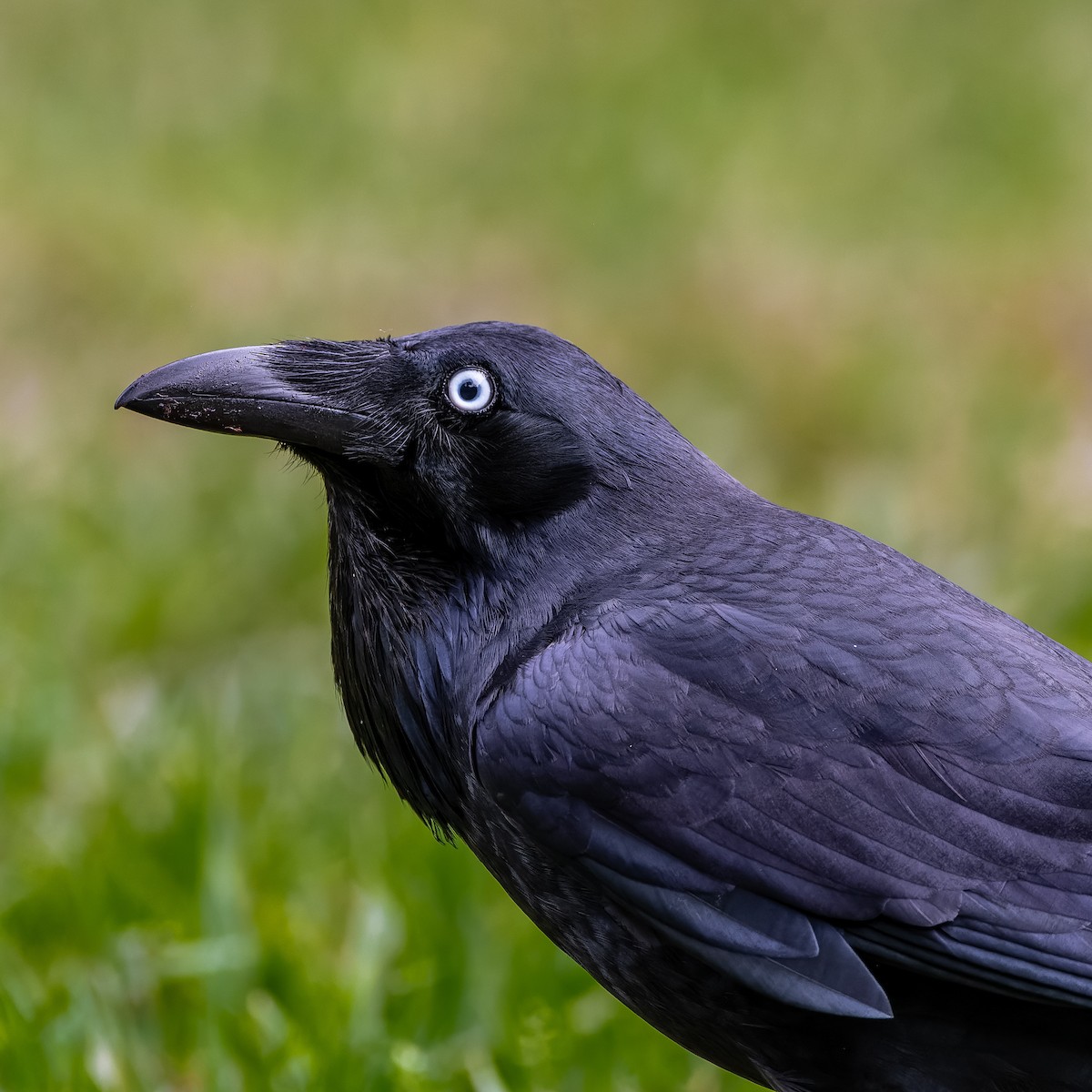 Australian Raven - ML620827264