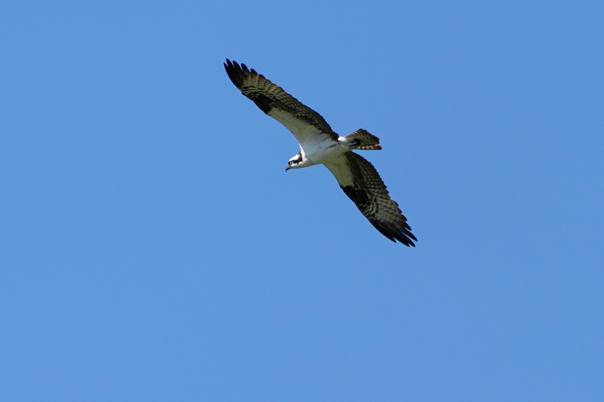 Balbuzard pêcheur - ML620827265