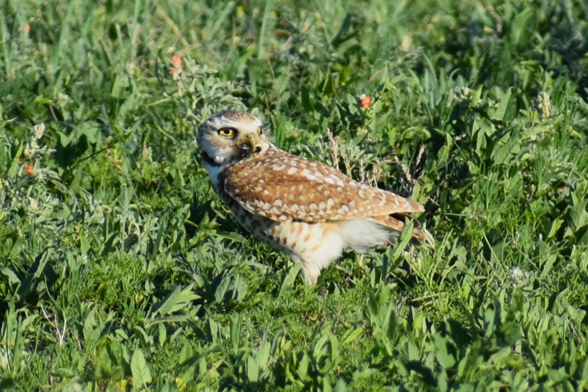 Burrowing Owl - ML620827273