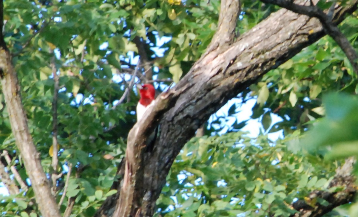 Pic à tête rouge - ML620827274