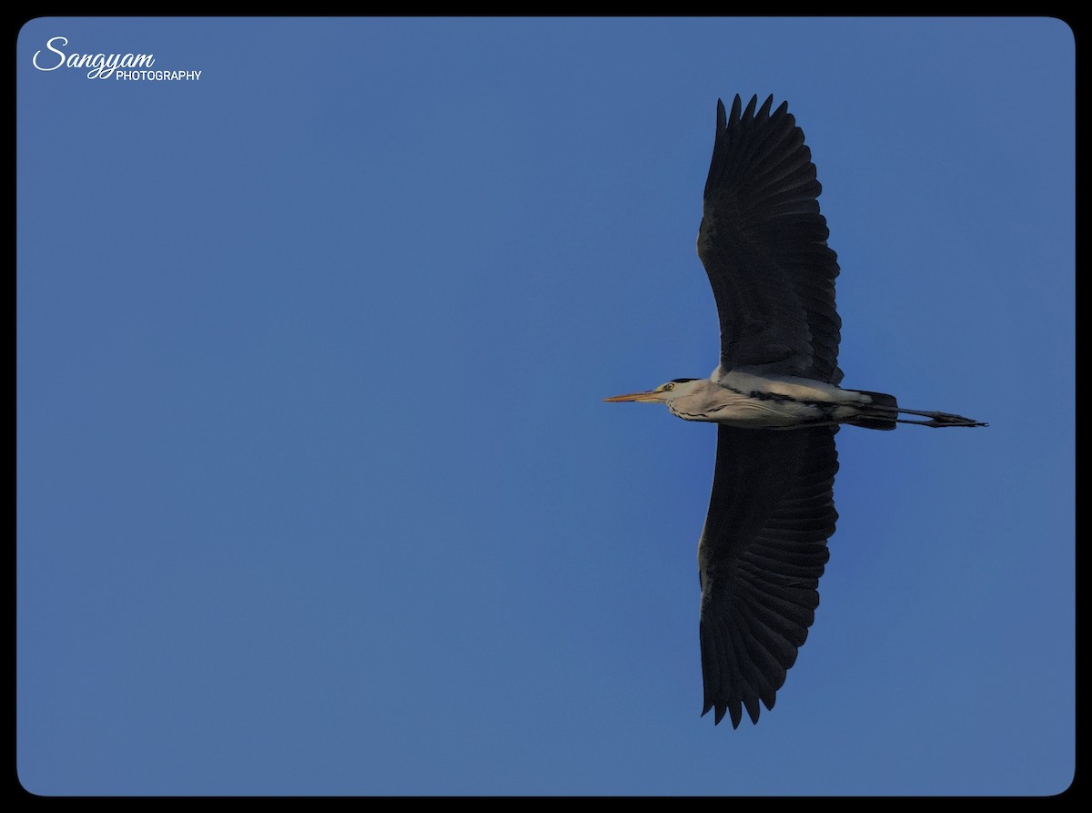 Gray Heron - ML620827276