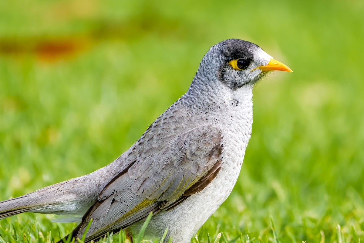 Noisy Miner - ML620827278