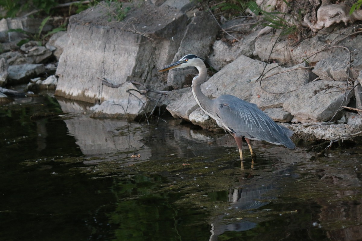 Great Blue Heron - ML620827280