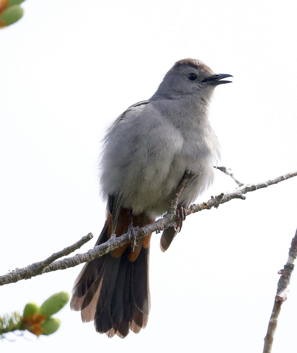 Кошачий пересмешник - ML620827284