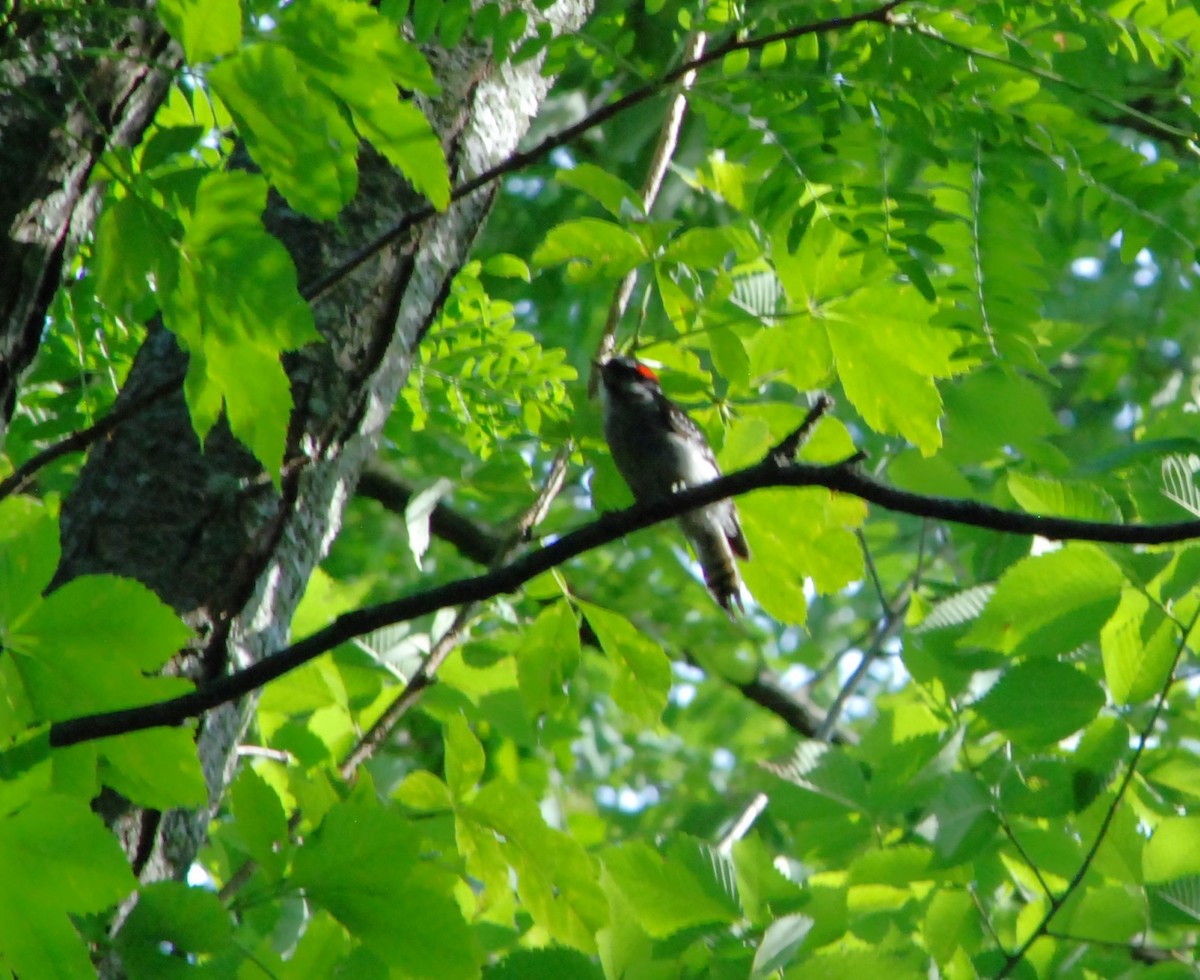 Hairy Woodpecker - Cal Stuebner