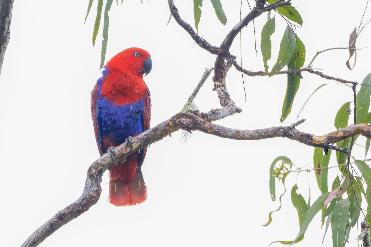 Papuan Eclectus - ML620827287