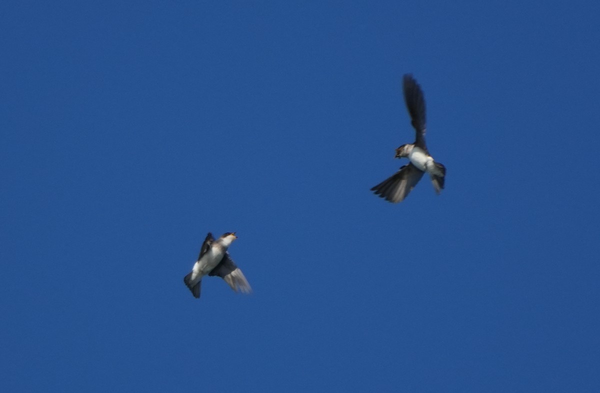 Tree Swallow - ML620827288