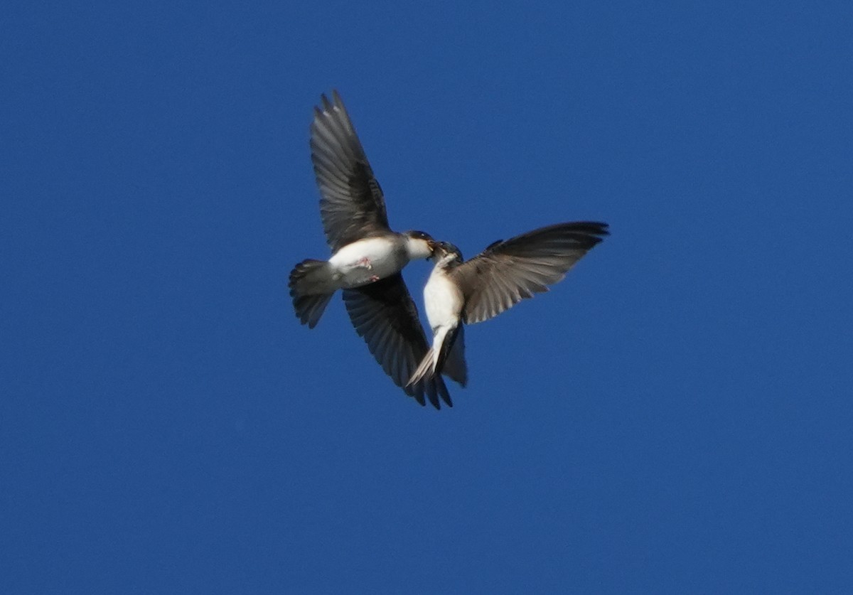 Tree Swallow - ML620827289