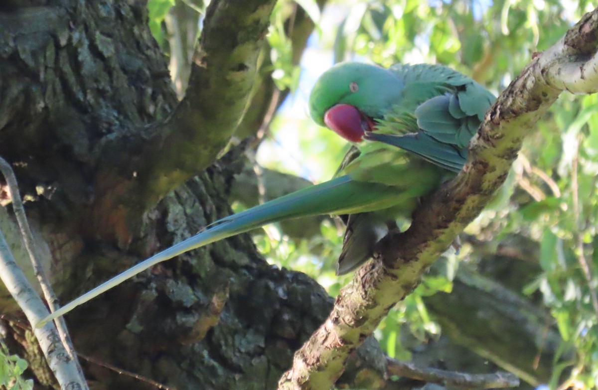 Alexandrine Parakeet - ML620827290