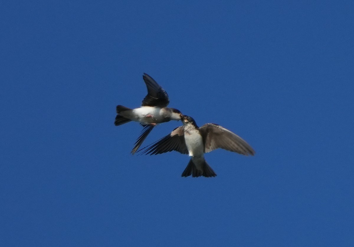 Tree Swallow - ML620827293