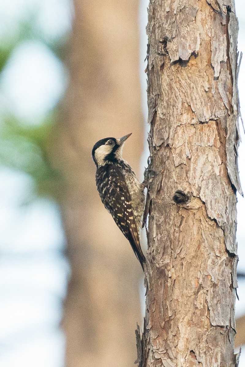 Red-cockaded Woodpecker - ML620827295