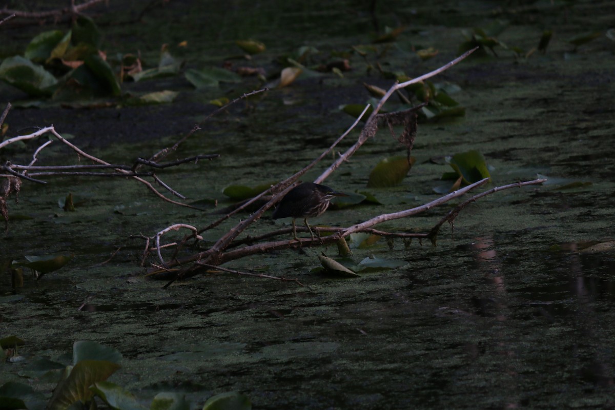 Green Heron - ML620827298