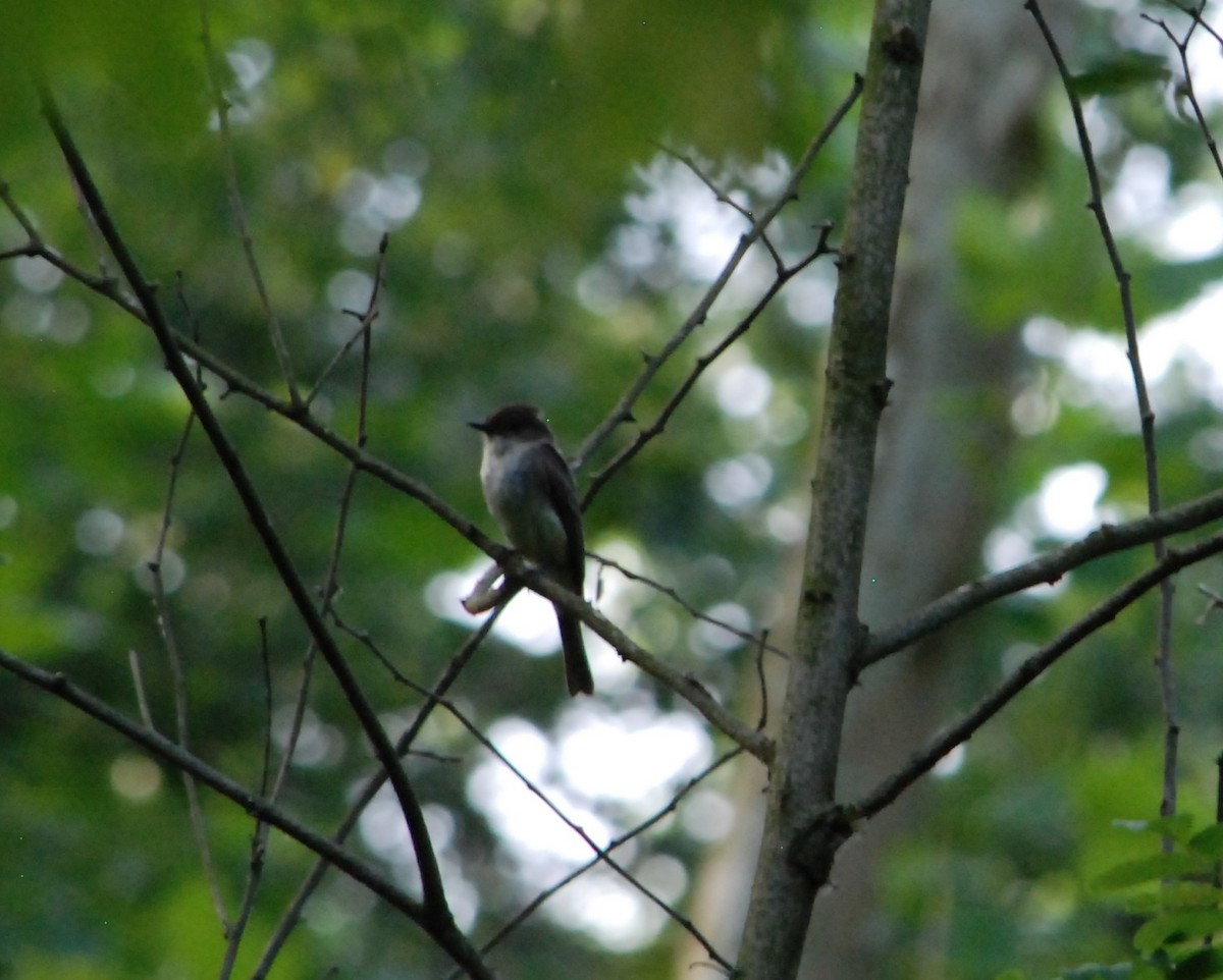 Eastern Wood-Pewee - ML620827301