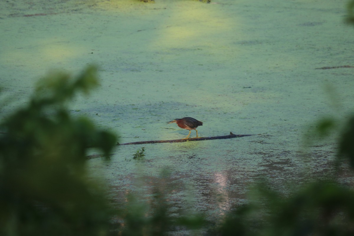 Green Heron - ML620827302