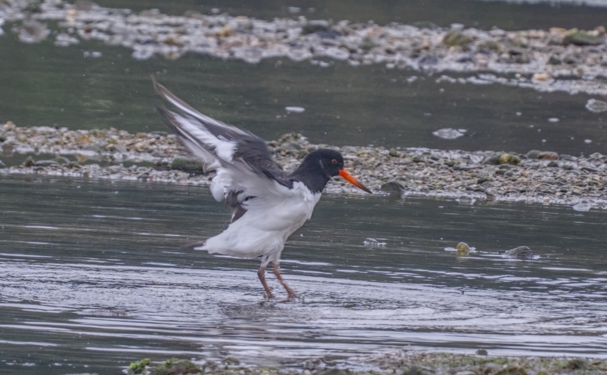 Eurasian Oystercatcher - ML620827303