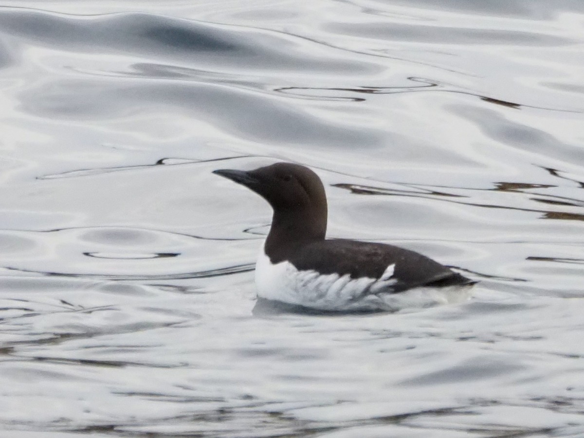 Common Murre - ML620827304