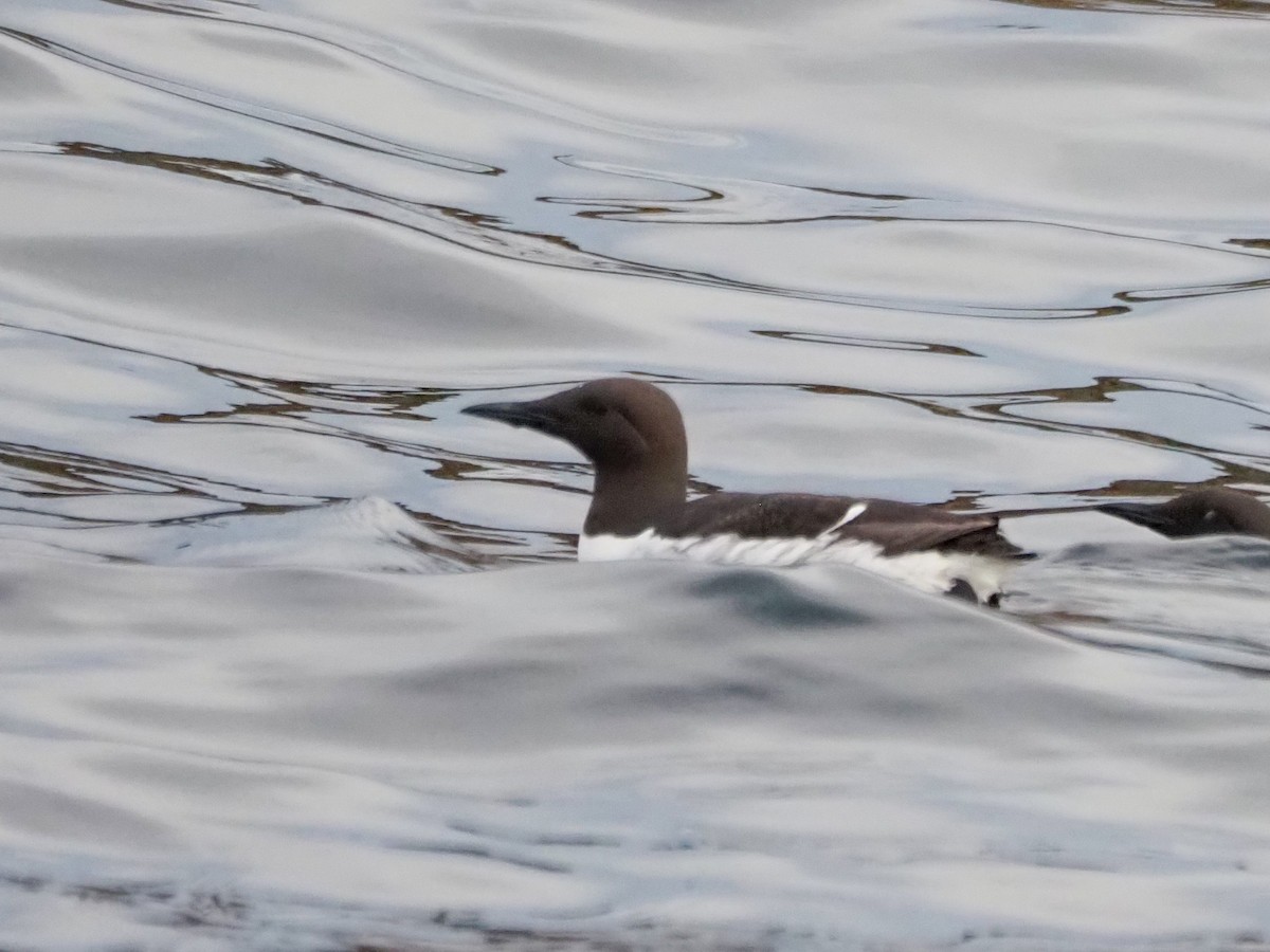 Common Murre - ML620827305