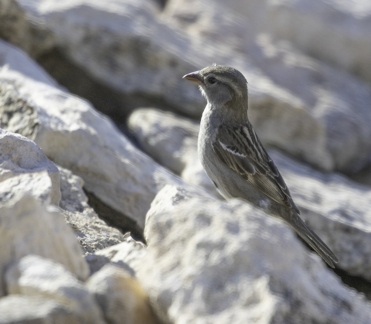 Spanish Sparrow - ML620827310