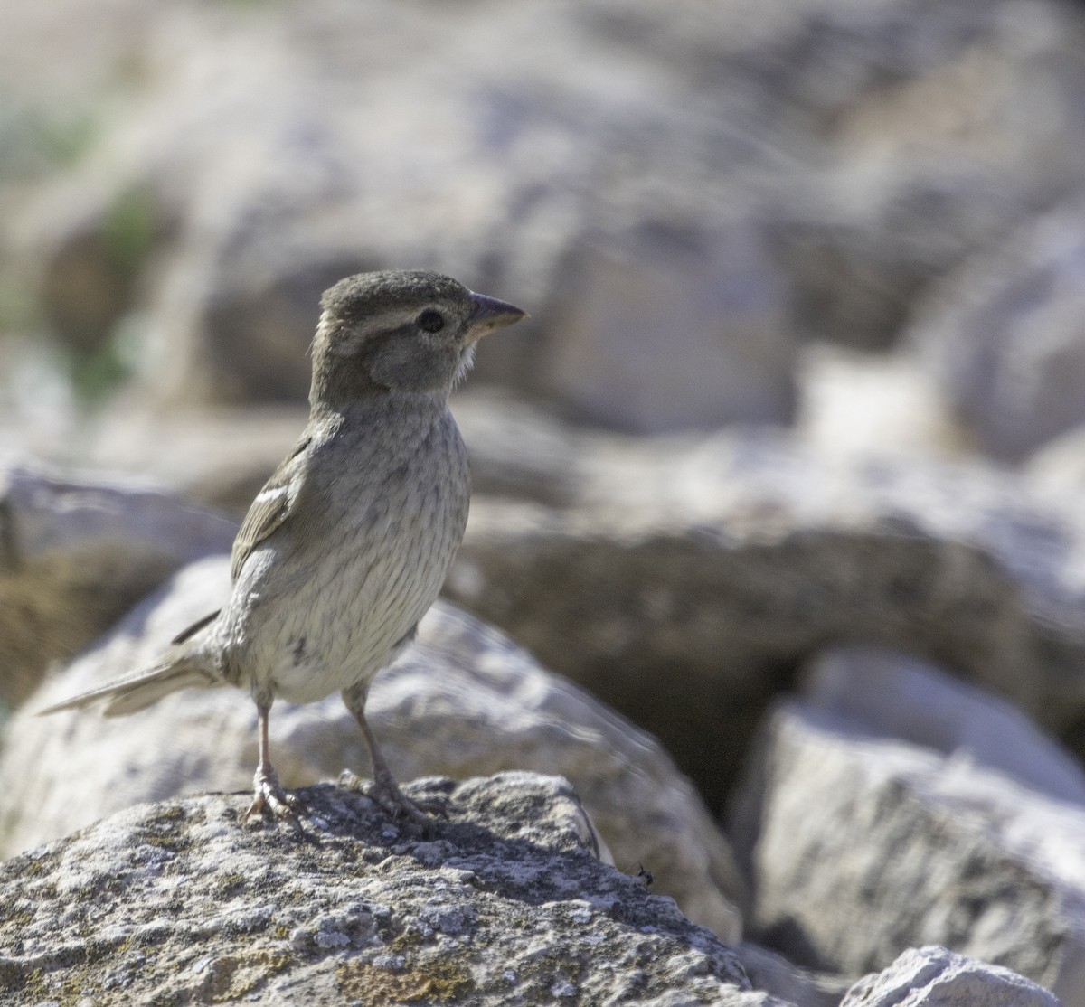 Spanish Sparrow - ML620827311