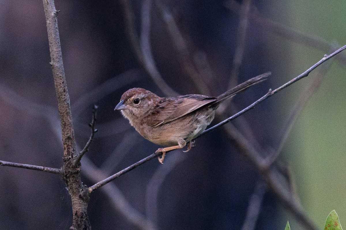 Bachman's Sparrow - ML620827312