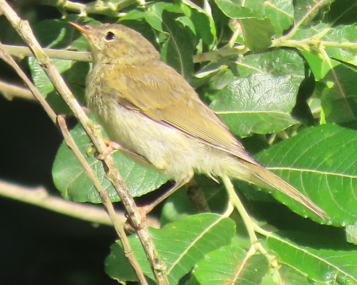 Common Chiffchaff - ML620827314