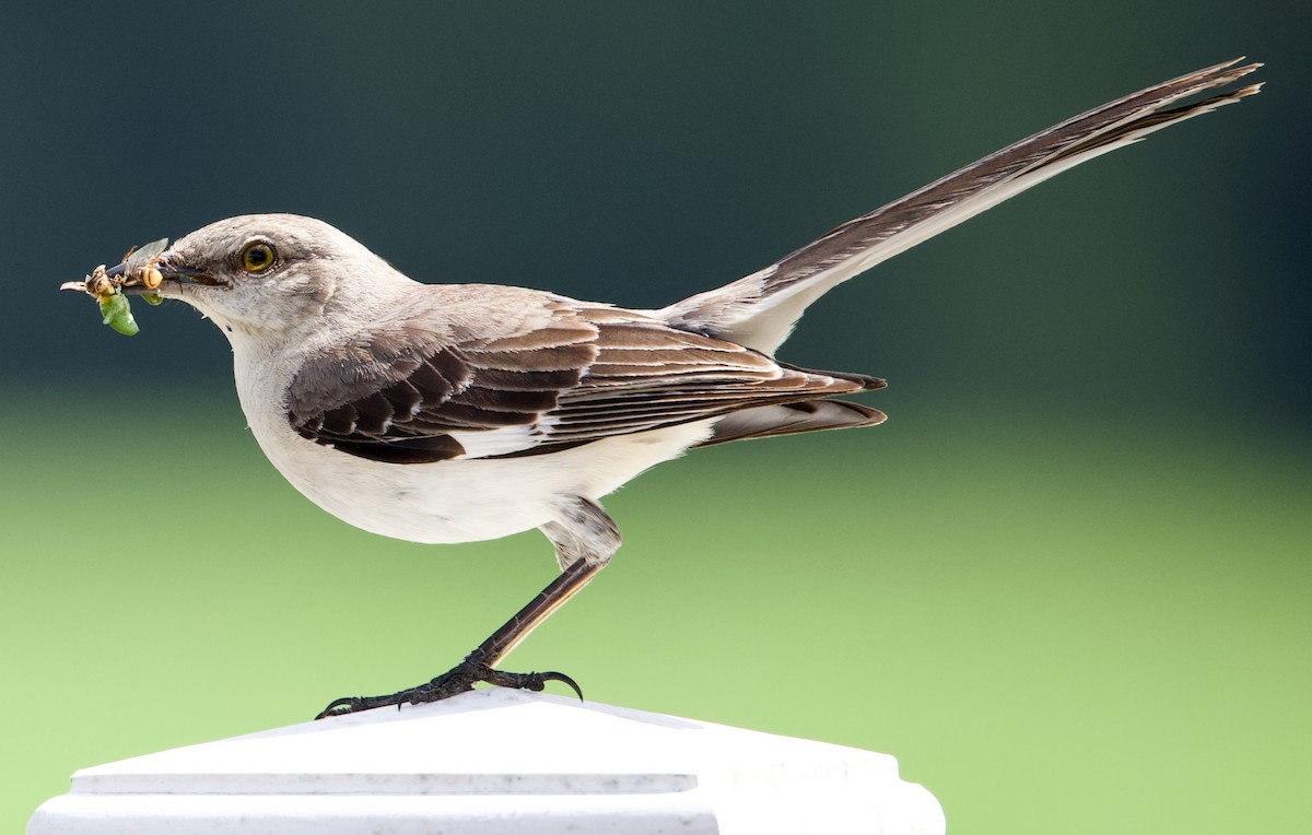 Northern Mockingbird - ML620827315