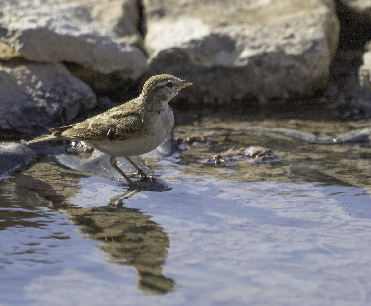 Greater Short-toed Lark - ML620827317