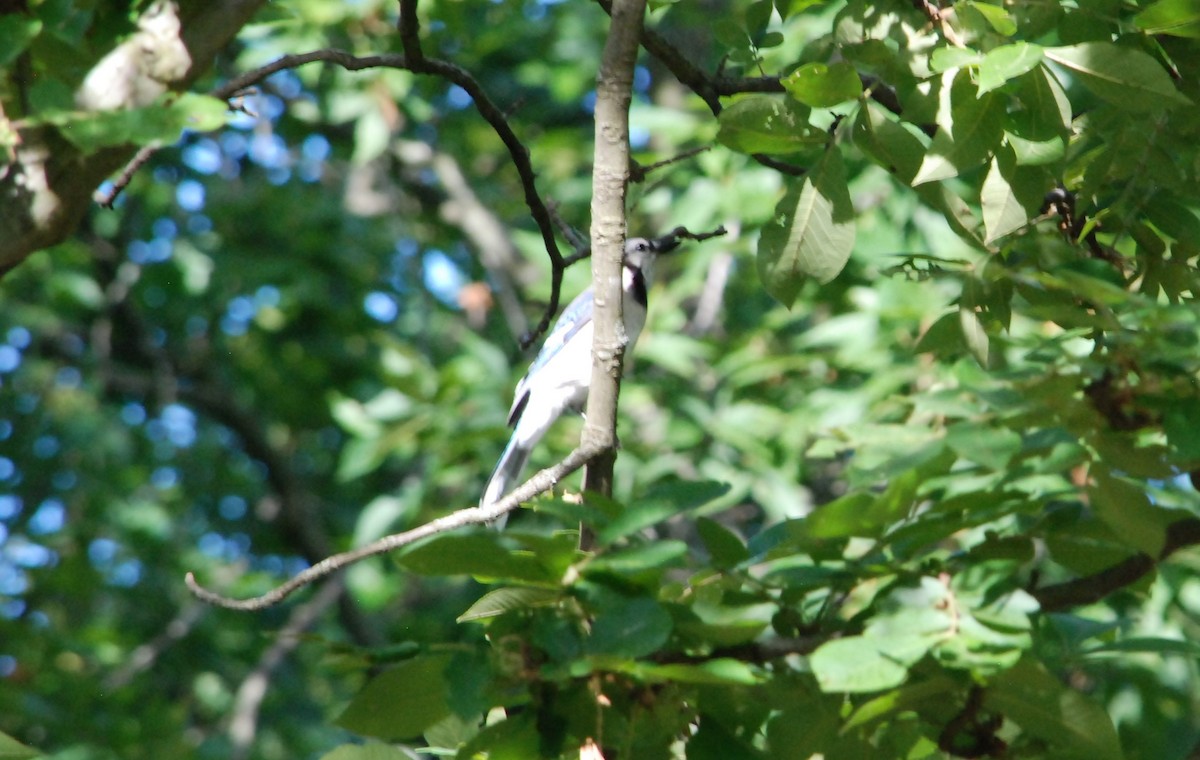 Blue Jay - Cal Stuebner