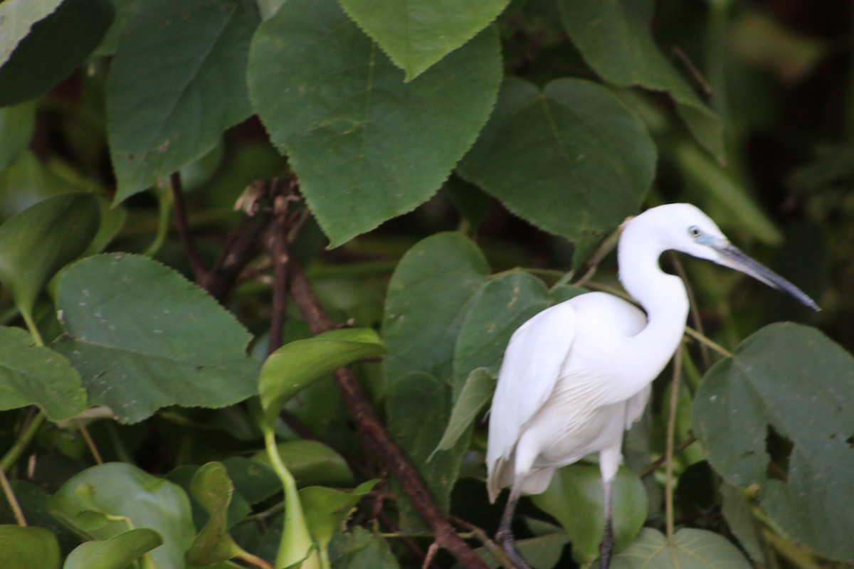 Little Egret - ML620827320