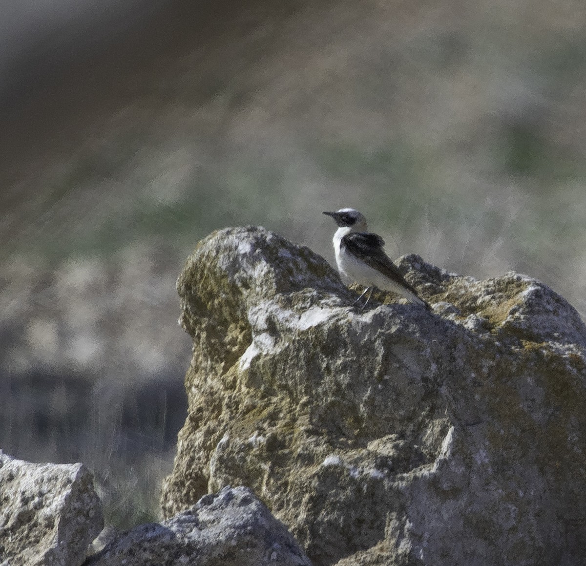 Western Black-eared Wheatear - ML620827326