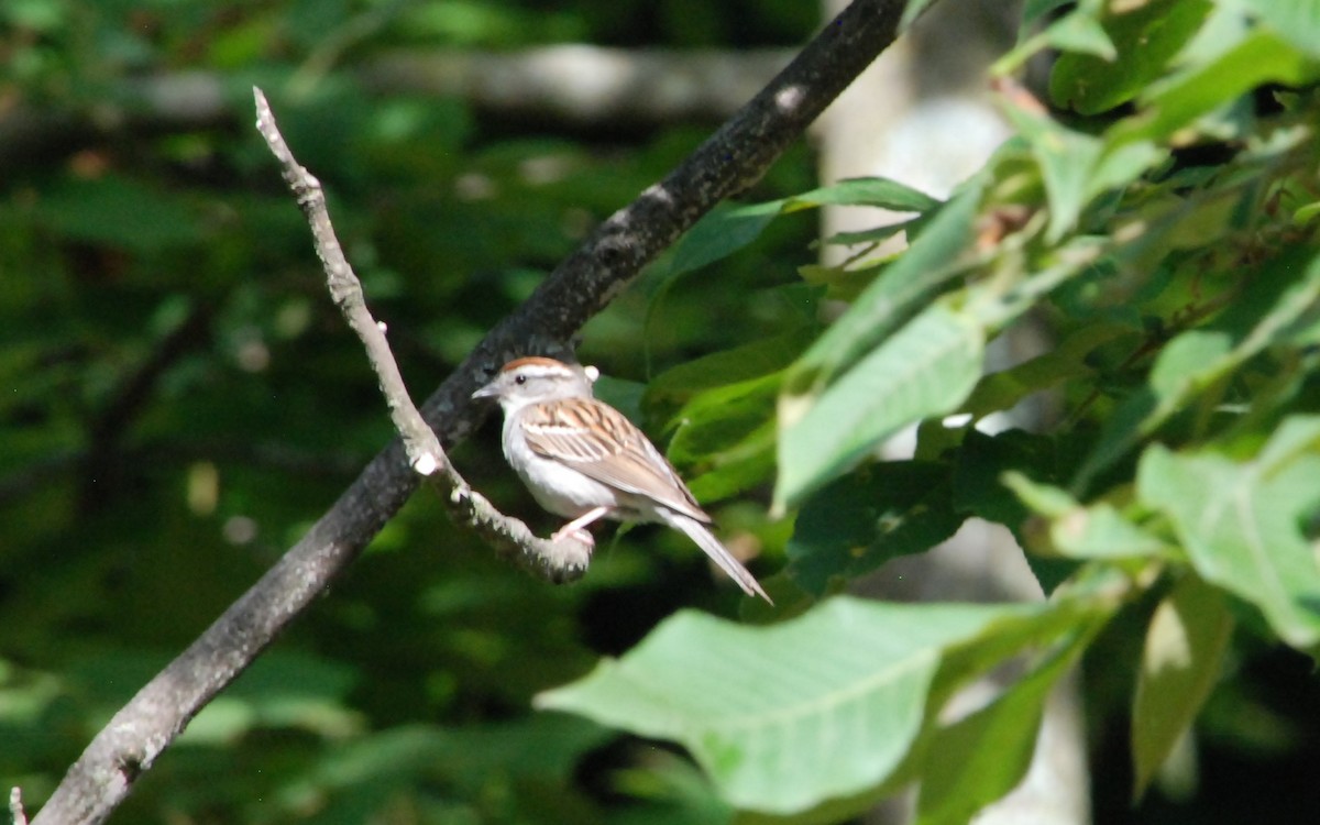 Chipping Sparrow - ML620827332