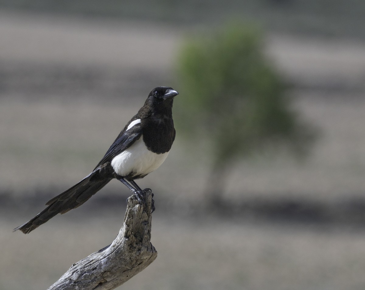 Eurasian Magpie - ML620827340