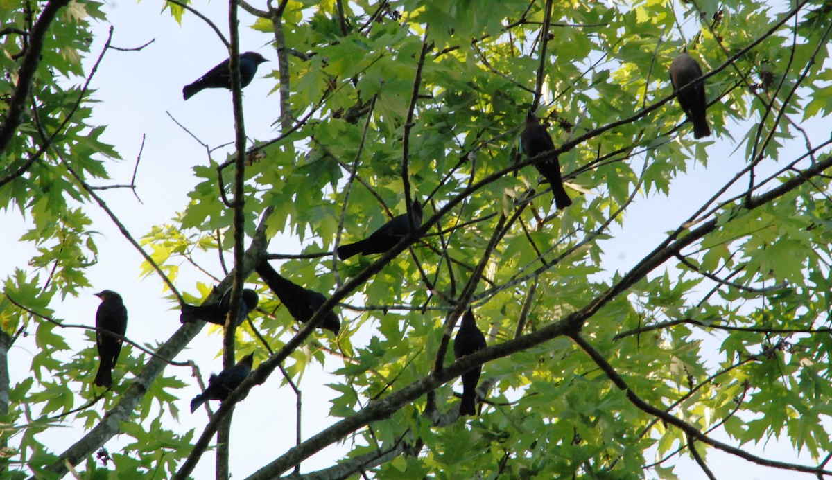 Brown-headed Cowbird - ML620827346