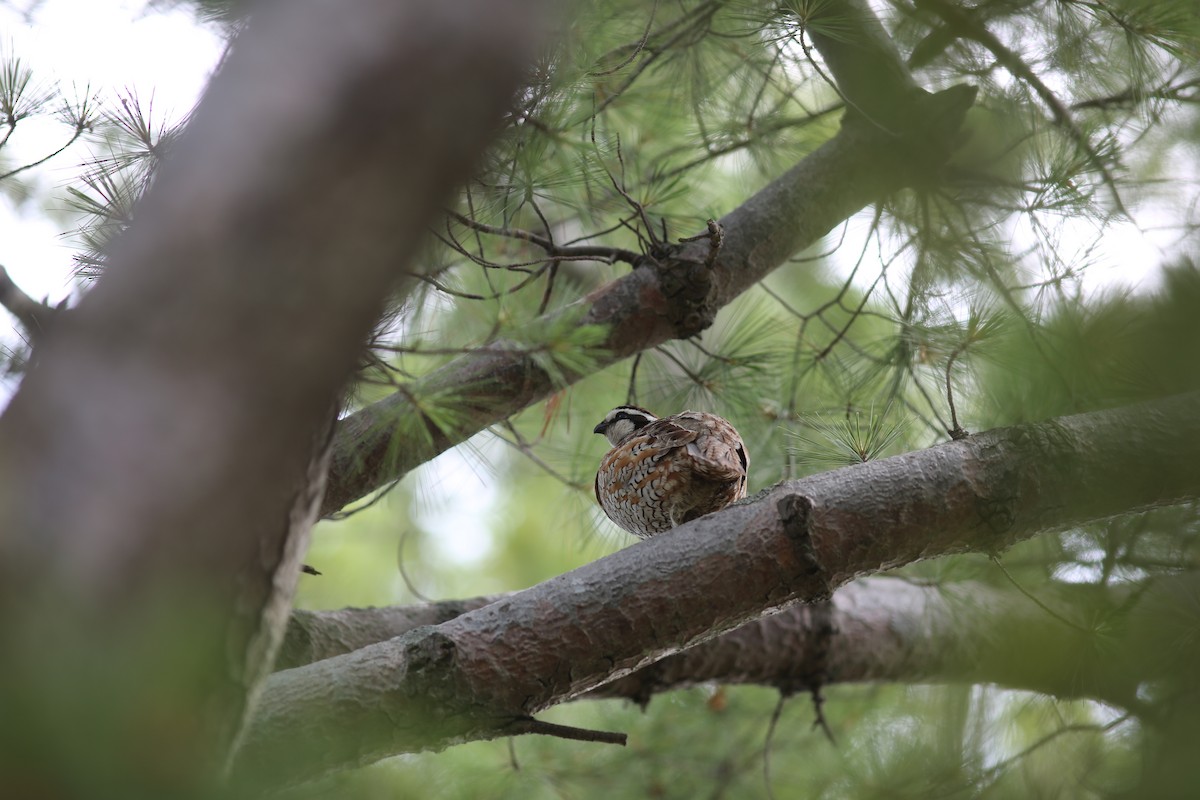 Northern Bobwhite - ML620827357