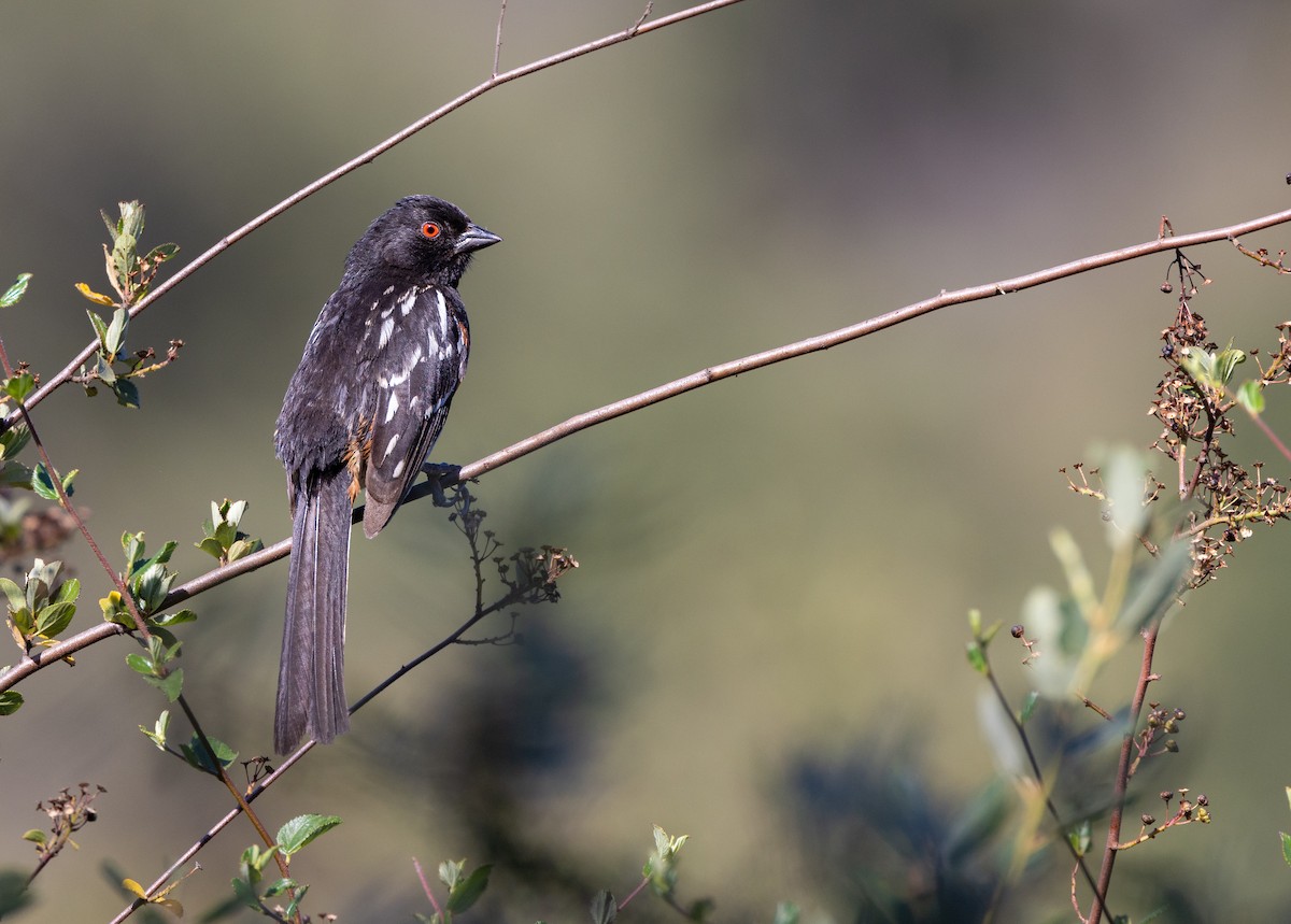Spotted Towhee - ML620827358